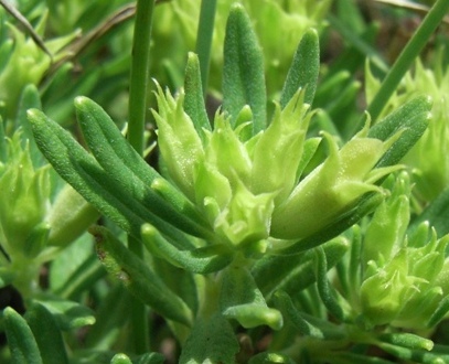 Teucrium montanum